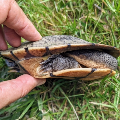 Chelodina longicollis (Eastern Long-necked Turtle) at Lions Youth Haven - Westwood Farm - 11 Oct 2021 by HelenCross