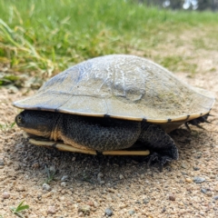 Chelodina longicollis at Stromlo, ACT - 11 Oct 2021 01:53 PM