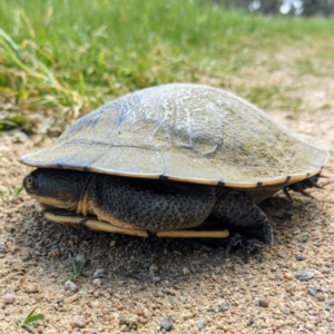 Chelodina longicollis at Stromlo, ACT - 11 Oct 2021 01:53 PM