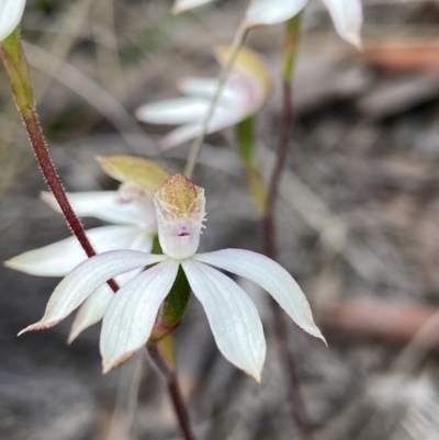 Caladenia moschata (Musky Caps) at Aranda, ACT - 11 Oct 2021 by AJB