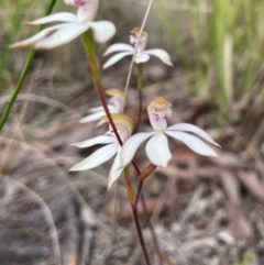 Caladenia moschata at Aranda, ACT - 11 Oct 2021