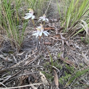 Caladenia moschata at Aranda, ACT - 11 Oct 2021