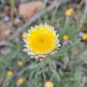 Leucochrysum albicans subsp. tricolor at O'Malley, ACT - 11 Oct 2021