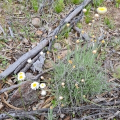 Leucochrysum albicans subsp. tricolor at O'Malley, ACT - 11 Oct 2021