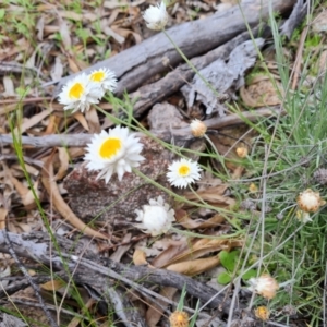 Leucochrysum albicans subsp. tricolor at O'Malley, ACT - 11 Oct 2021