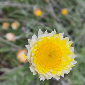 Leucochrysum albicans subsp. tricolor at O'Malley, ACT - 11 Oct 2021