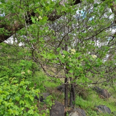 Sorbus domestica (Service Tree) at Mount Mugga Mugga - 11 Oct 2021 by Mike