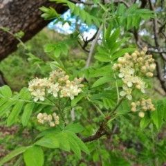 Sorbus domestica at Jerrabomberra, ACT - 11 Oct 2021