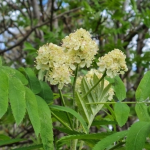 Sorbus domestica at Jerrabomberra, ACT - 11 Oct 2021