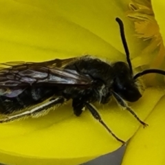 Lasioglossum (Chilalictus) lanarium (Halictid bee) at O'Malley, ACT - 11 Oct 2021 by Mike