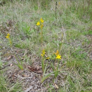 Bulbine bulbosa at O'Malley, ACT - 11 Oct 2021