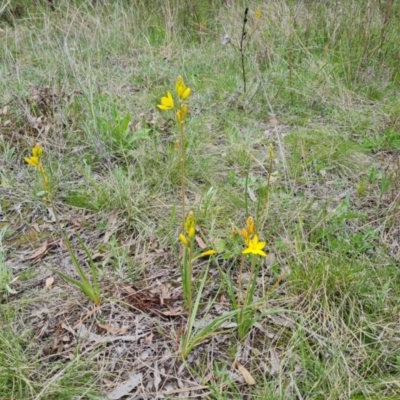 Bulbine bulbosa (Golden Lily) at Mount Mugga Mugga - 11 Oct 2021 by Mike