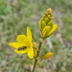 Bulbine bulbosa at O'Malley, ACT - 11 Oct 2021