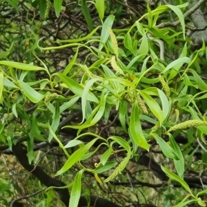 Salix matsudana at O'Malley, ACT - 11 Oct 2021