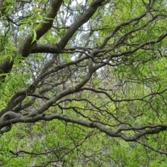 Salix matsudana at O'Malley, ACT - 11 Oct 2021