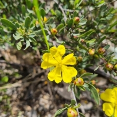 Hibbertia obtusifolia (Grey Guinea-flower) at Isaacs Ridge - 11 Oct 2021 by Mike