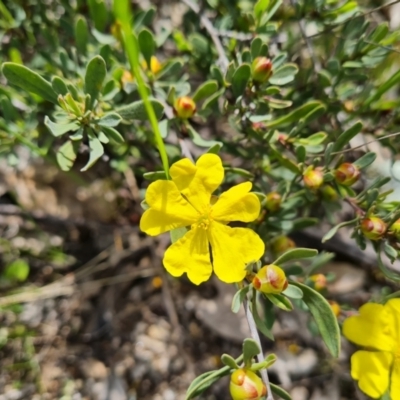 Hibbertia obtusifolia (Grey Guinea-flower) at Isaacs Ridge and Nearby - 11 Oct 2021 by Mike