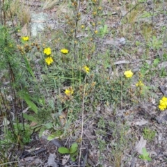Hibbertia obtusifolia at Isaacs, ACT - 11 Oct 2021