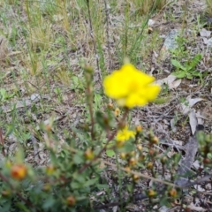 Hibbertia obtusifolia at Isaacs, ACT - 11 Oct 2021