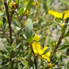 Hibbertia obtusifolia at Isaacs, ACT - 11 Oct 2021