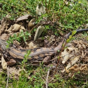 Pogona barbata at O'Malley, ACT - 11 Oct 2021