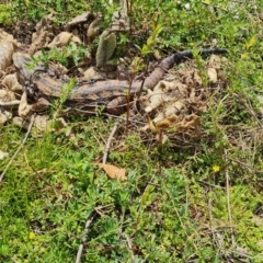 Pogona barbata at O'Malley, ACT - 11 Oct 2021