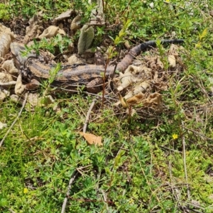 Pogona barbata at O'Malley, ACT - 11 Oct 2021