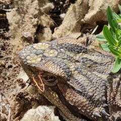 Pogona barbata at O'Malley, ACT - 11 Oct 2021