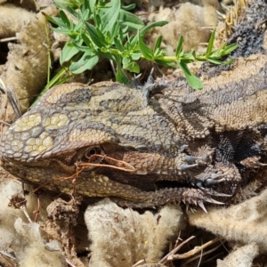 Pogona barbata at O'Malley, ACT - 11 Oct 2021