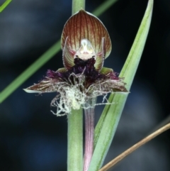 Calochilus platychilus (Purple Beard Orchid) at Acton, ACT - 11 Oct 2021 by jb2602