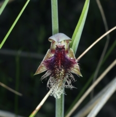 Calochilus platychilus at Acton, ACT - suppressed