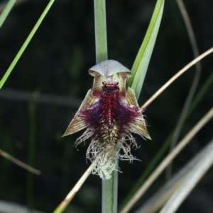 Calochilus platychilus at Acton, ACT - suppressed