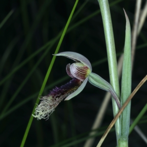 Calochilus platychilus at Acton, ACT - suppressed