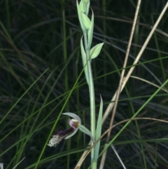 Calochilus platychilus at Acton, ACT - suppressed