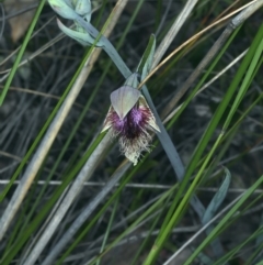 Calochilus platychilus at Acton, ACT - suppressed