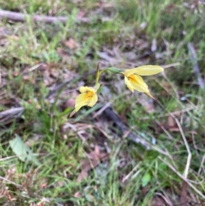 Diuris chryseopsis at Bungendore, NSW - 11 Oct 2021