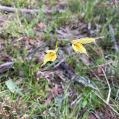Diuris chryseopsis (Golden Moth) at Bungendore, NSW - 11 Oct 2021 by yellowboxwoodland