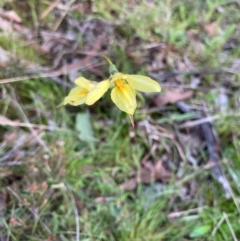 Diuris chryseopsis at Bungendore, NSW - 11 Oct 2021