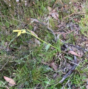 Diuris chryseopsis at Bungendore, NSW - 11 Oct 2021