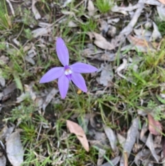 Glossodia major (Wax Lip Orchid) at Bungendore, NSW - 11 Oct 2021 by yellowboxwoodland