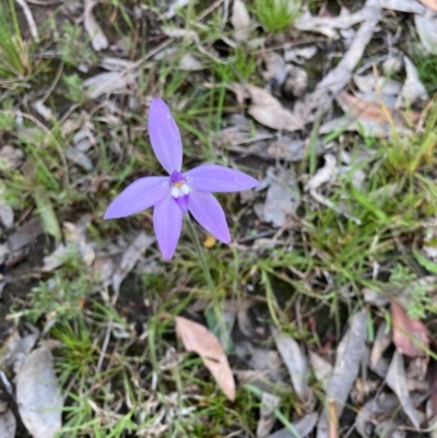 Glossodia major (Wax Lip Orchid) at Bungendore, NSW - 11 Oct 2021 by yellowboxwoodland