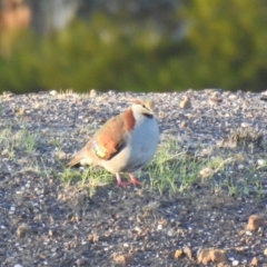 Phaps elegans (Brush Bronzewing) at Kamarooka, VIC - 27 May 2019 by Liam.m