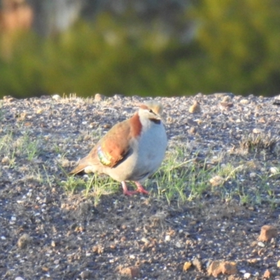 Phaps elegans (Brush Bronzewing) at Kamarooka, VIC - 26 May 2019 by Liam.m