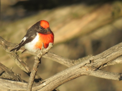 Petroica goodenovii (Red-capped Robin) at Kamarooka, VIC - 27 May 2019 by Liam.m