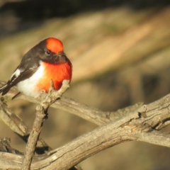 Petroica goodenovii (Red-capped Robin) at Kamarooka, VIC - 26 May 2019 by Liam.m