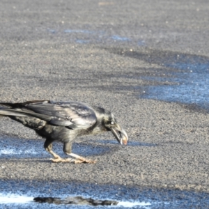 Corvus tasmanicus at Bells Beach, VIC - suppressed