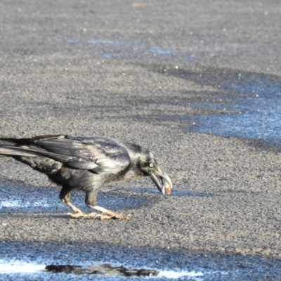 Corvus tasmanicus (Forest Raven) at Bells Beach, VIC - 25 May 2019 by Liam.m