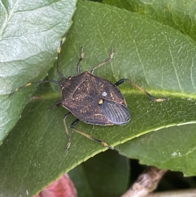 Poecilometis sp. (genus) (A Gum Tree Shield Bug) at Jerrabomberra, NSW - 11 Oct 2021 by SteveBorkowskis
