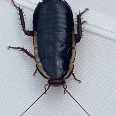 Drymaplaneta communis (Eastern Wood Runner, Common Shining Cockroach) at Jerrabomberra, NSW - 11 Oct 2021 by Steve_Bok