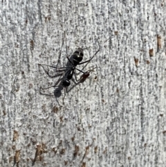Iridomyrmex mayri at Jerrabomberra, NSW - 10 Oct 2021 by SteveBorkowskis